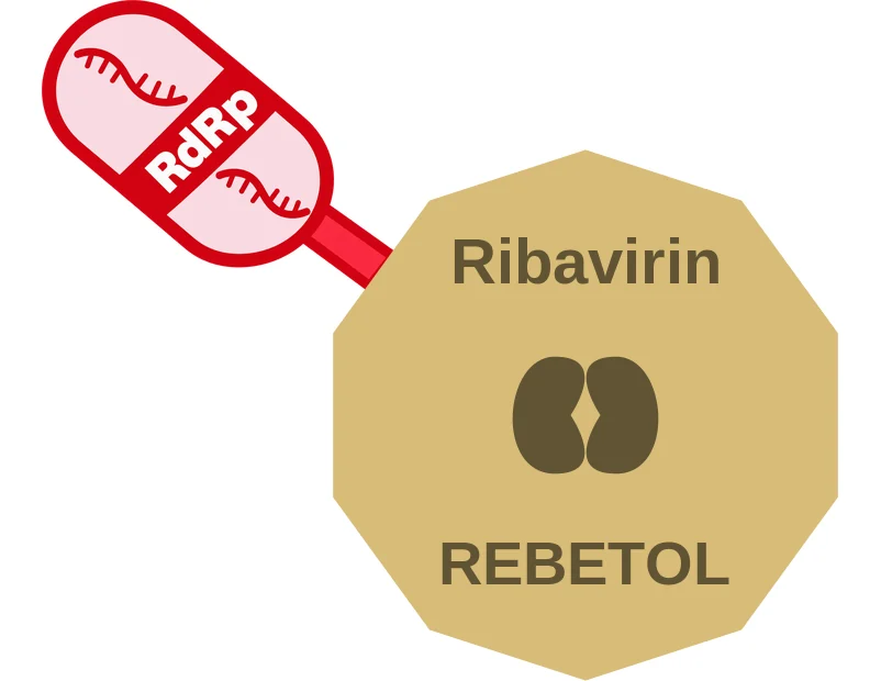 Ribavirin ballicule: receptor binding, kinetics and half-life diagram