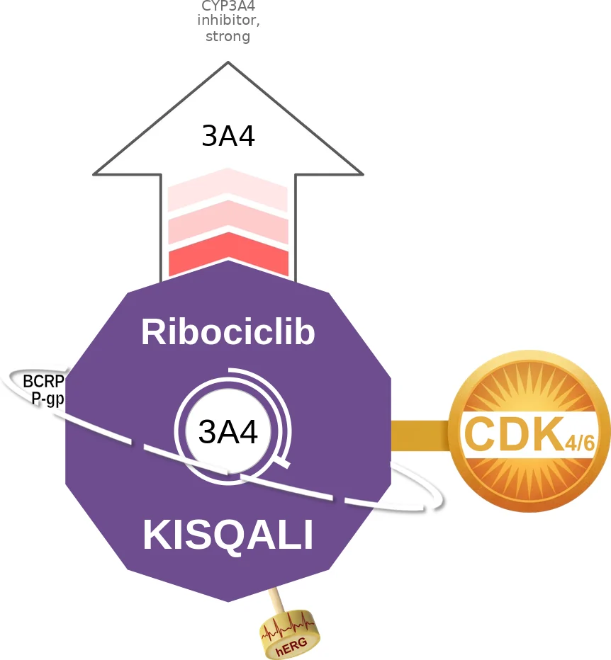 Ribociclib ballicule: receptor binding, kinetics and half-life diagram