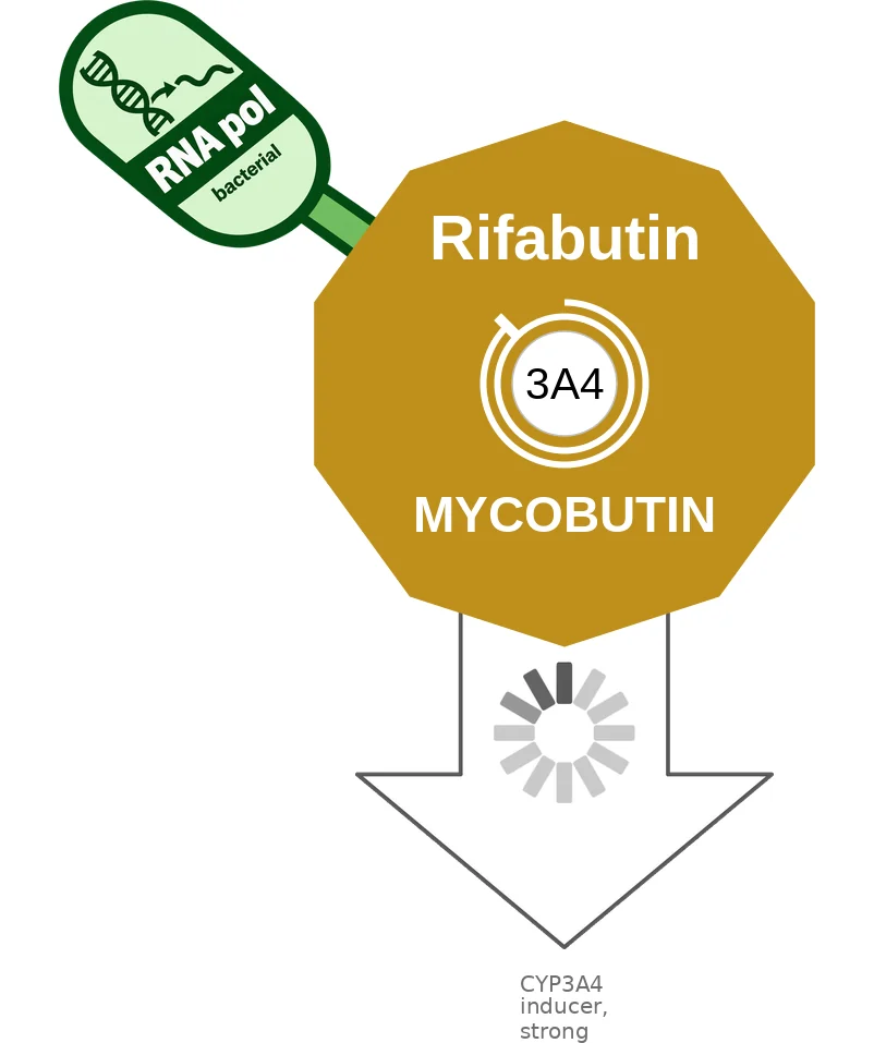 Rifabutin ballicule: receptor binding, kinetics and half-life diagram