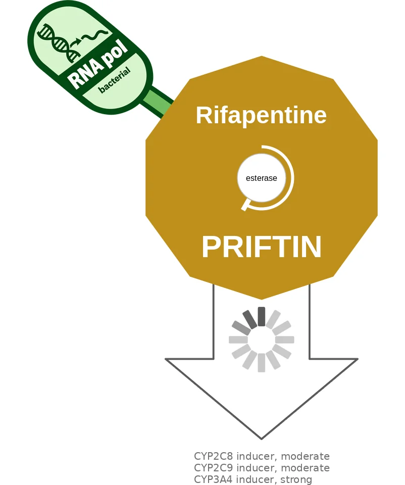 Rifapentine ballicule: receptor binding, kinetics and half-life diagram