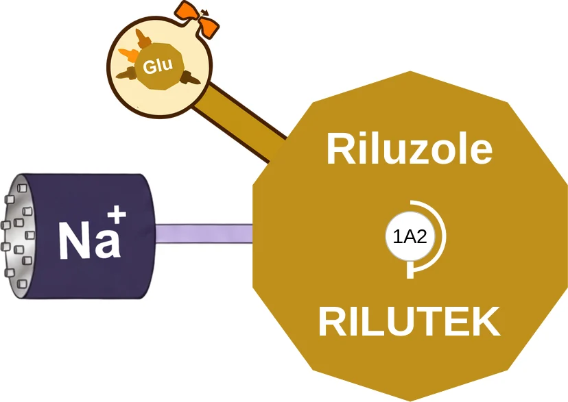 Riluzole ballicule: receptor binding, kinetics and half-life diagram