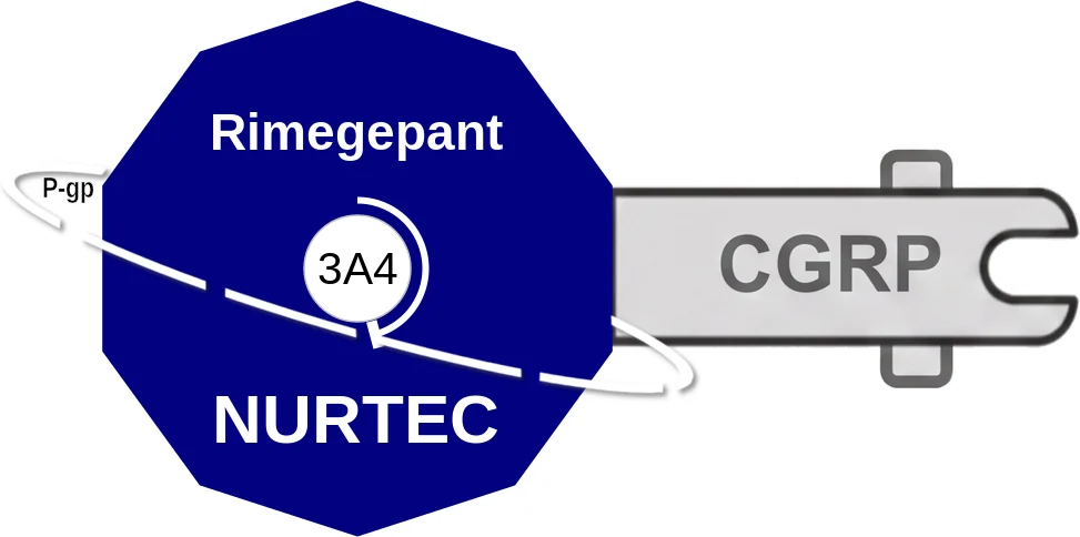 Rimegepant ballicule: receptor binding, kinetics and half-life diagram