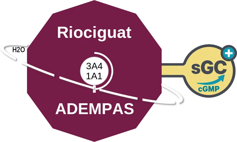 Riociguat ballicule: receptor binding, kinetics and half-life diagram