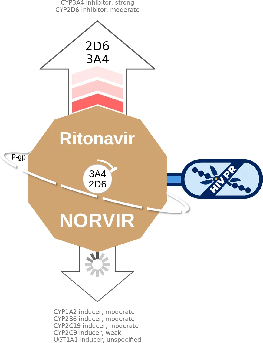 Ritonavir ballicule: receptor binding, kinetics and half-life diagram