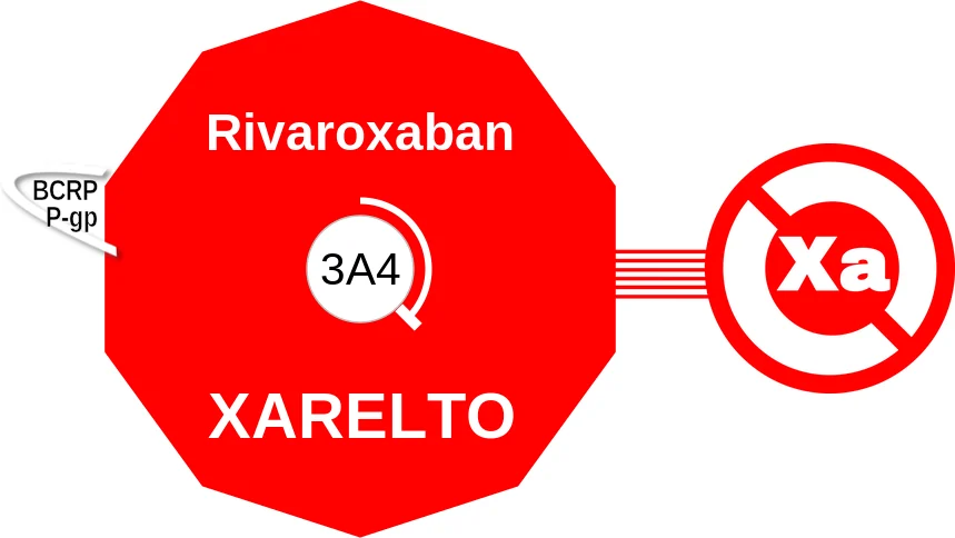 Rivaroxaban ballicule: receptor binding, kinetics and half-life diagram