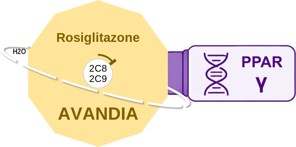 Rosiglitazone ballicule: receptor binding, kinetics and half-life diagram