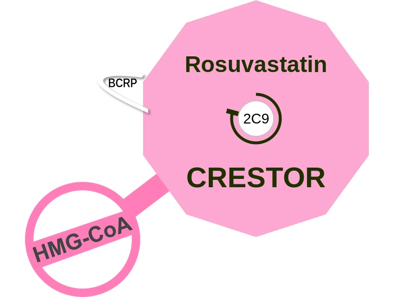 Rosuvastatin ballicule: receptor binding, kinetics and half-life diagram