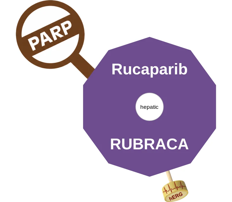 Rucaparib ballicule: receptor binding, kinetics and half-life diagram