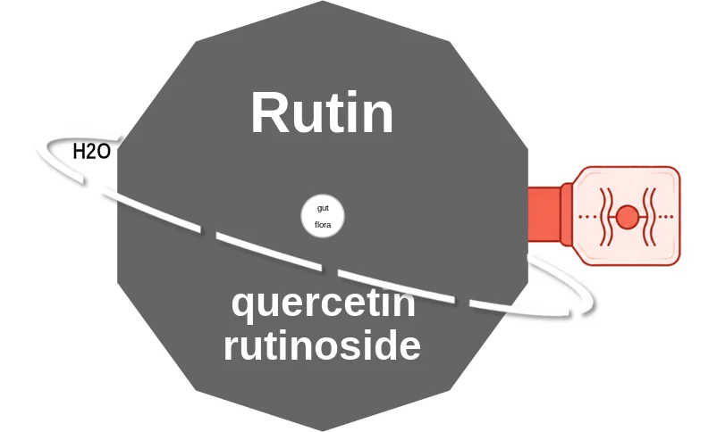 Rutin ballicule: receptor binding, kinetics and half-life diagram