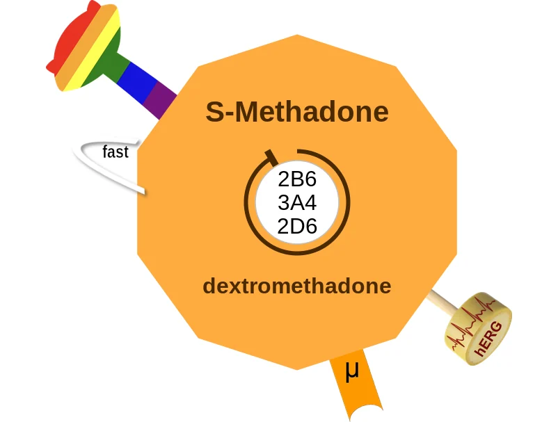 S-Methadone ballicule: receptor binding, kinetics and half-life diagram
