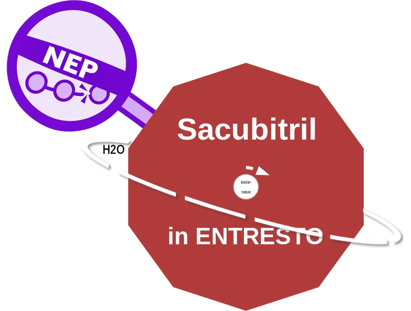 Sacubitril ballicule: receptor binding, kinetics and half-life diagram