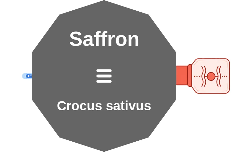 Saffron ballicule: receptor binding, kinetics and half-life diagram