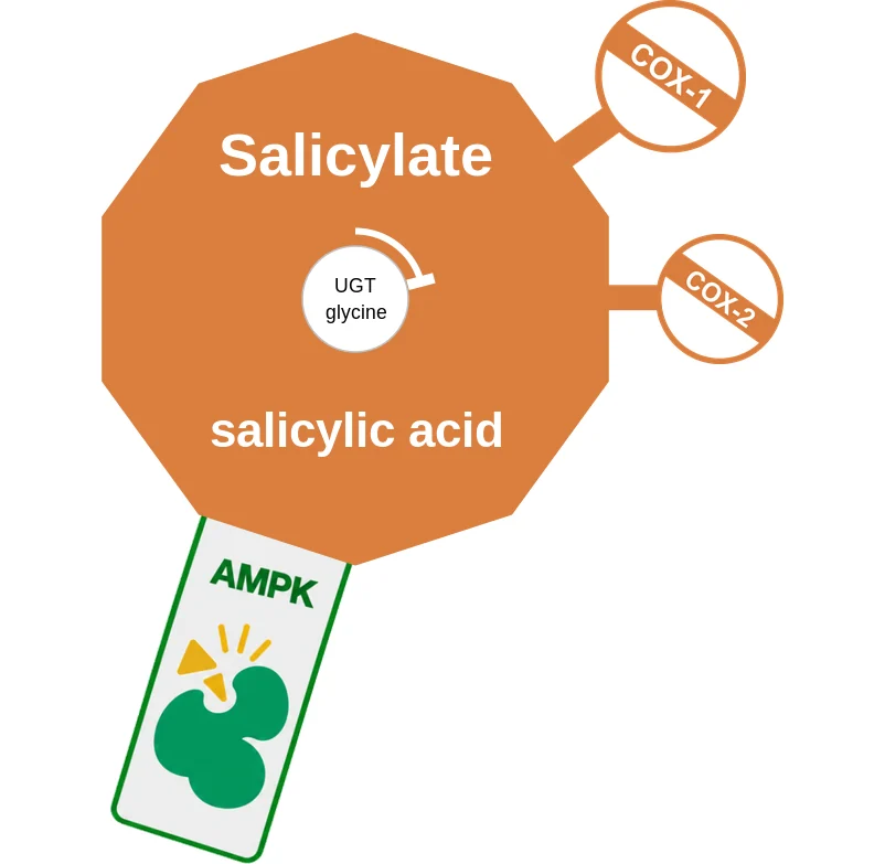 Salicylate ballicule: receptor binding, kinetics and half-life diagram