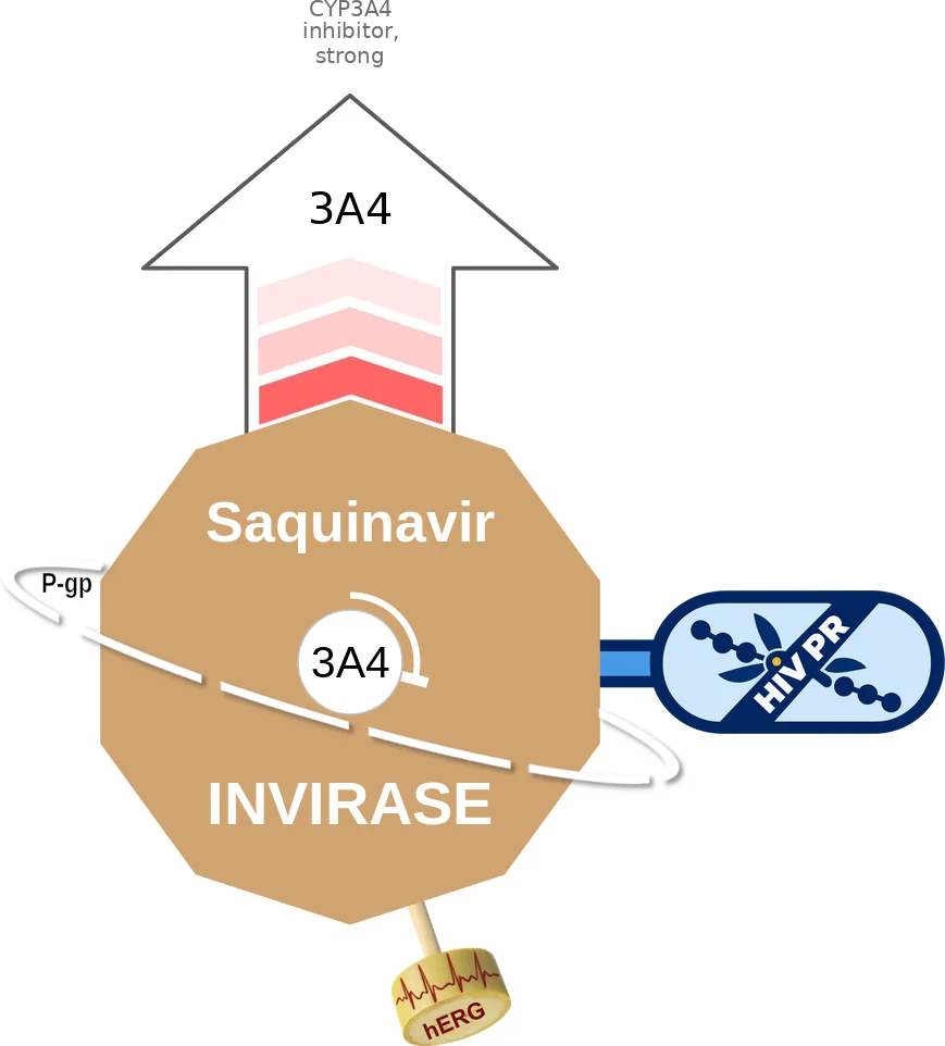 Saquinavir ballicule: receptor binding, kinetics and half-life diagram
