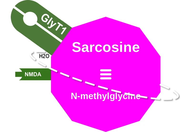 Sarcosine ballicule: receptor binding, kinetics and half-life diagram