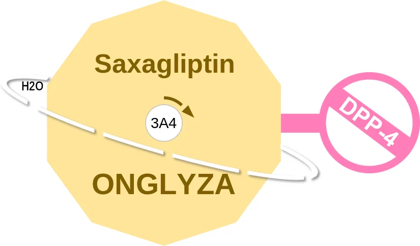 Saxagliptin ballicule: receptor binding, kinetics and half-life diagram