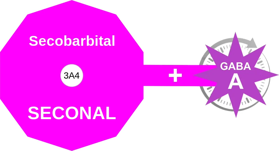 Secobarbital ballicule: receptor binding, kinetics and half-life diagram