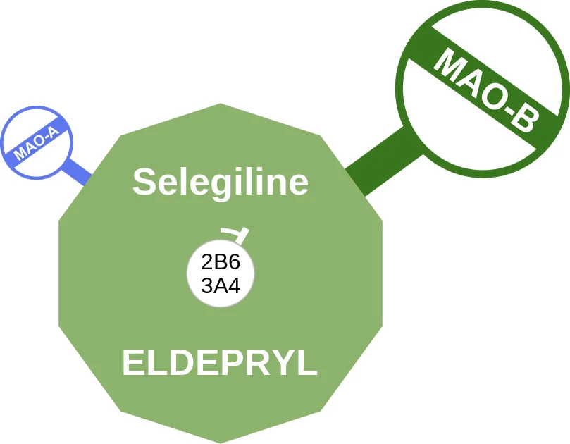 Selegiline ballicule: receptor binding, kinetics and half-life diagram