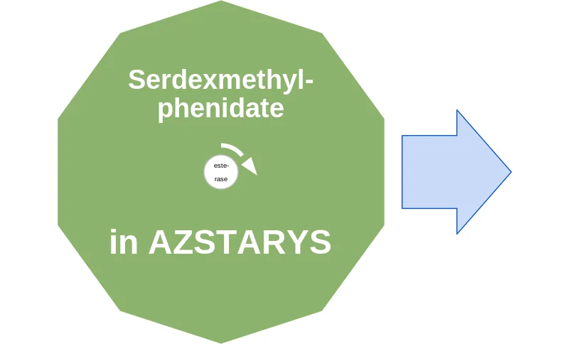 Serdexmethylphenidate ballicule: receptor binding, kinetics and half-life diagram