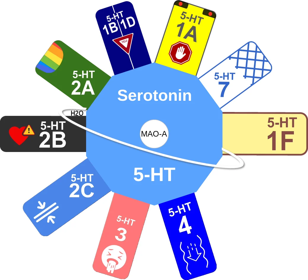 Serotonin ballicule: receptor binding, kinetics and half-life diagram