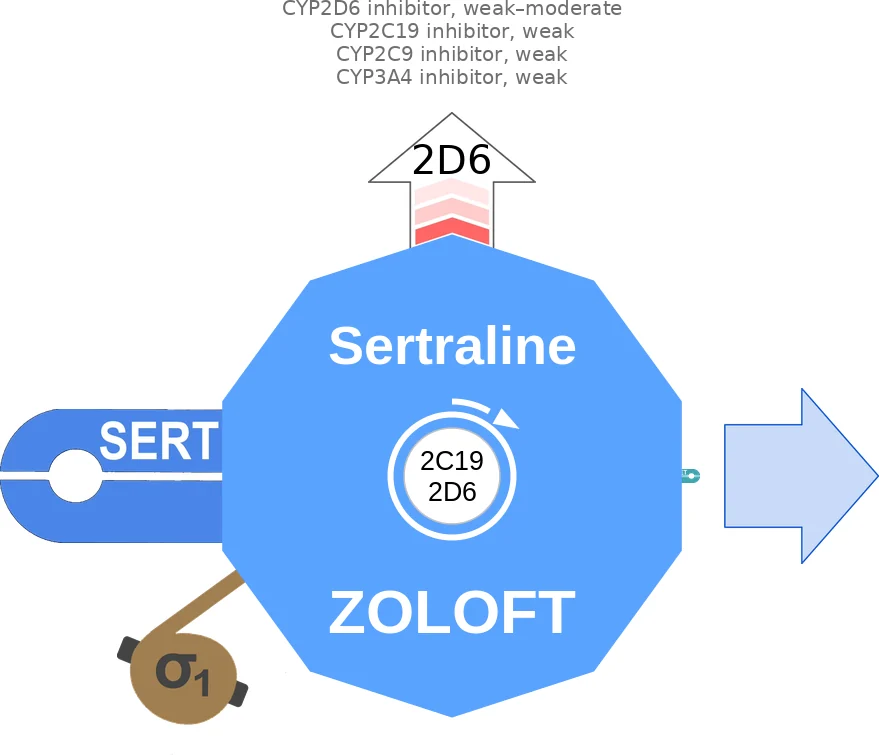 Sertraline ballicule: receptor binding, kinetics and half-life diagram