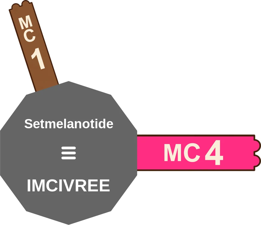 Setmelanotide ballicule: receptor binding, kinetics and half-life diagram