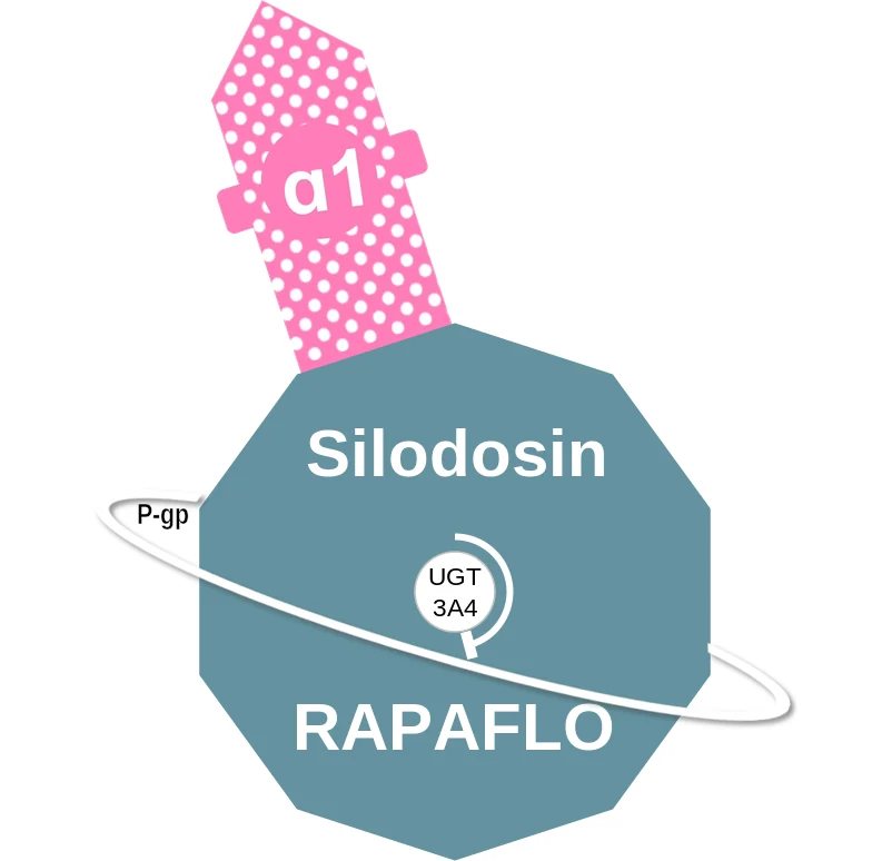 Silodosin ballicule: receptor binding, kinetics and half-life diagram