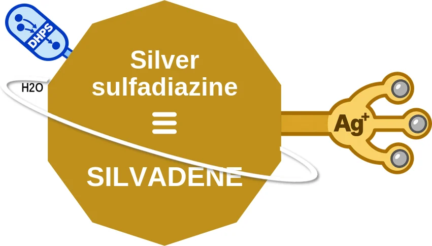 Silver sulfadiazine ballicule: receptor binding, kinetics and half-life diagram