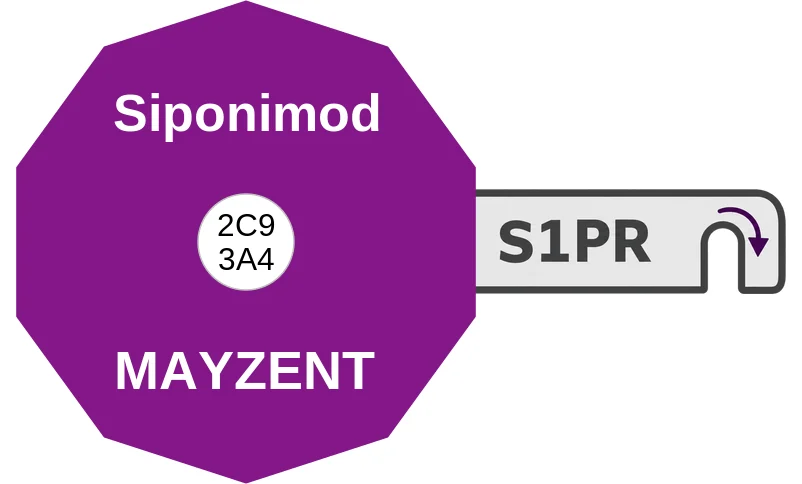 Siponimod ballicule: receptor binding, kinetics and half-life diagram