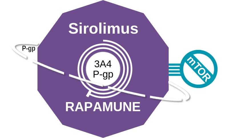 Sirolimus ballicule: receptor binding, kinetics and half-life diagram