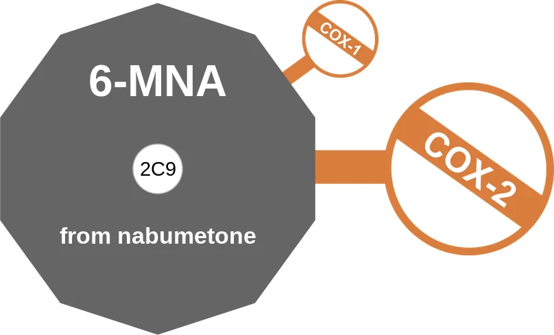 6-MNA ballicule: receptor binding, kinetics and half-life diagram