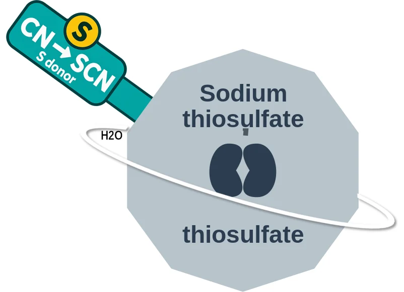 Sodium thiosulfate ballicule: receptor binding, kinetics and half-life diagram