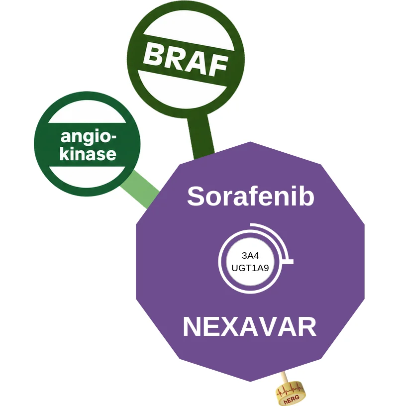 Sorafenib ballicule: receptor binding, kinetics and half-life diagram