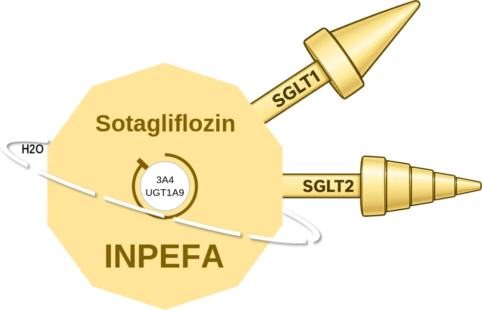 Sotagliflozin ballicule: receptor binding, kinetics and half-life diagram