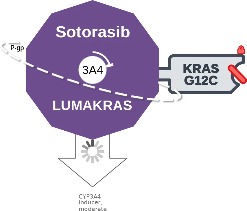 Sotorasib ballicule: receptor binding, kinetics and half-life diagram