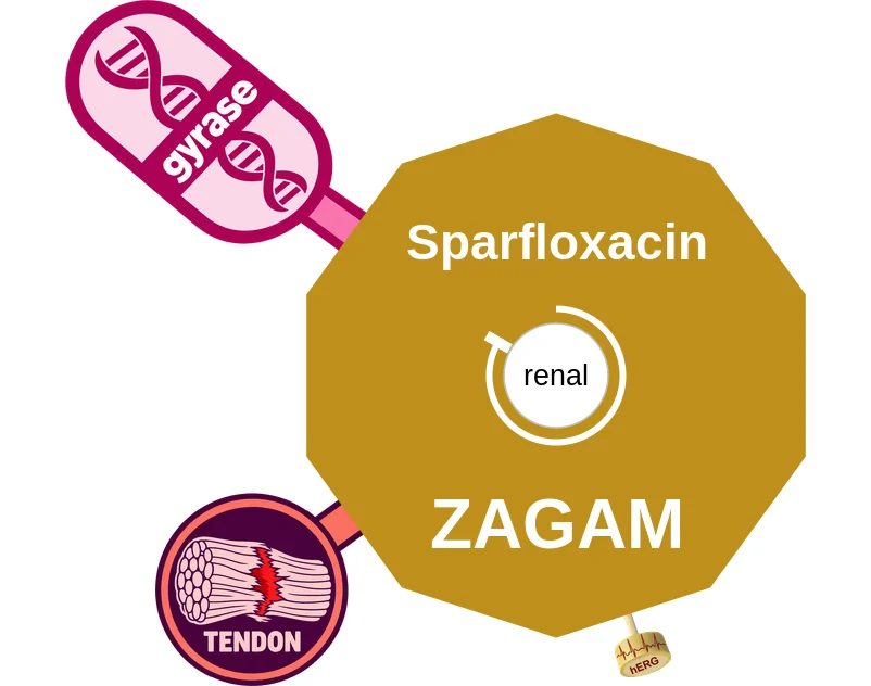 Sparfloxacin ballicule: receptor binding, kinetics and half-life diagram