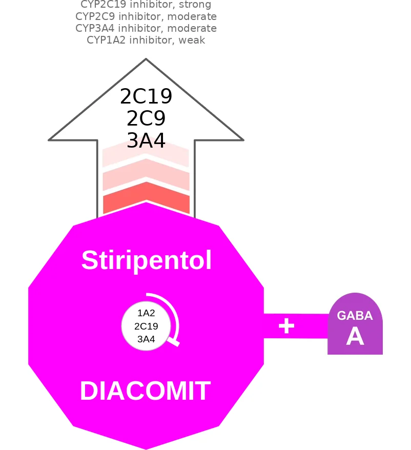 Stiripentol ballicule: receptor binding, kinetics and half-life diagram