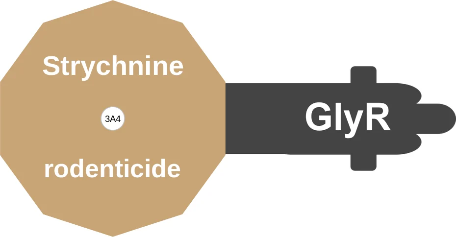 Strychnine ballicule: receptor binding, kinetics and half-life diagram