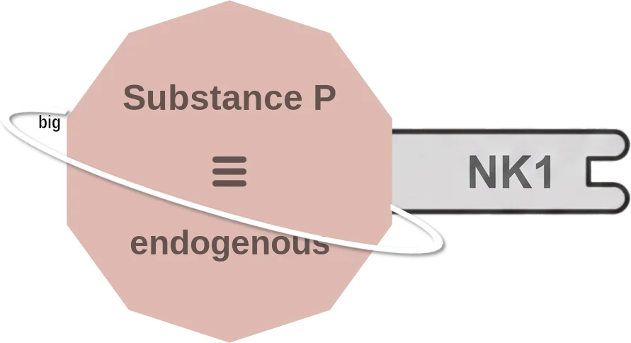 Substance P ballicule: receptor binding, kinetics and half-life diagram