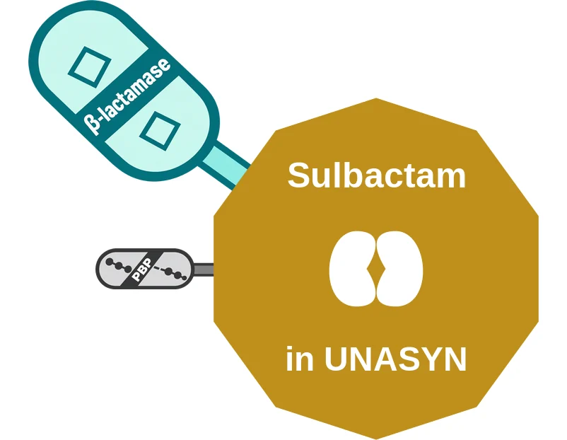 Sulbactam ballicule: receptor binding, kinetics and half-life diagram