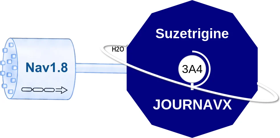 Suzetrigine ballicule: receptor binding, kinetics and half-life diagram