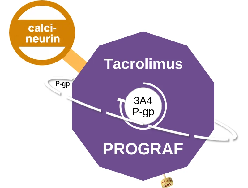 Tacrolimus ballicule: receptor binding, kinetics and half-life diagram