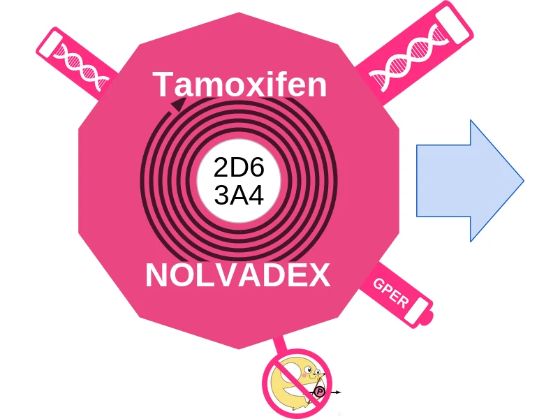 Tamoxifen ballicule: receptor binding, kinetics and half-life diagram
