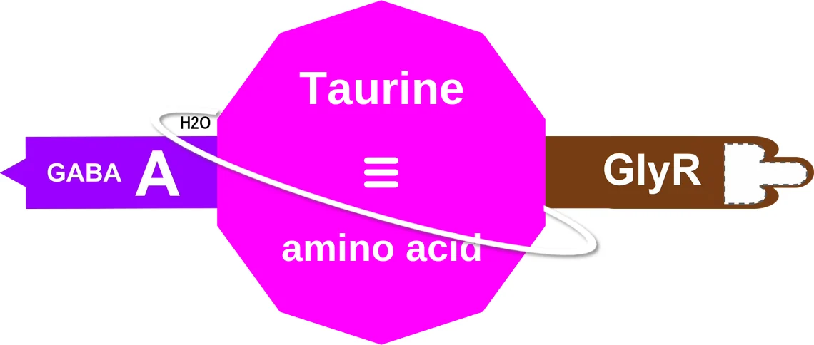 Taurine ballicule: receptor binding, kinetics and half-life diagram