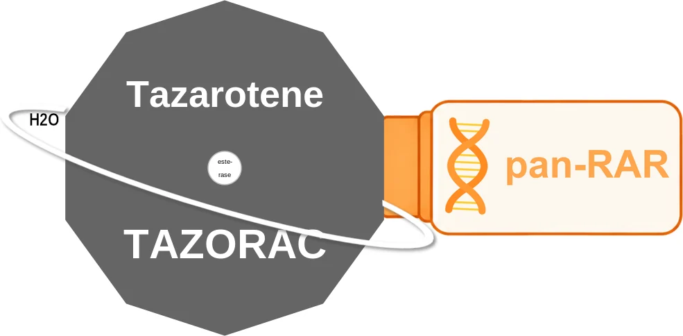 Tazarotene ballicule: receptor binding, kinetics and half-life diagram