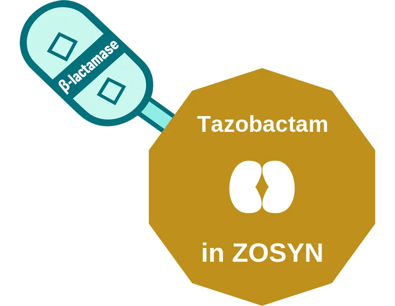 Tazobactam ballicule: receptor binding, kinetics and half-life diagram