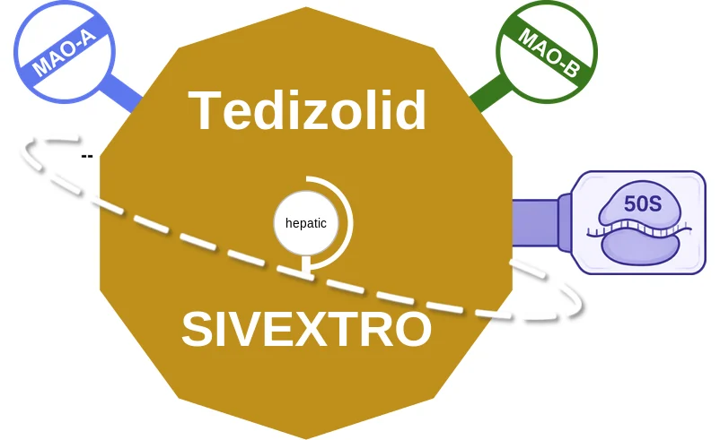 Tedizolid ballicule: receptor binding, kinetics and half-life diagram