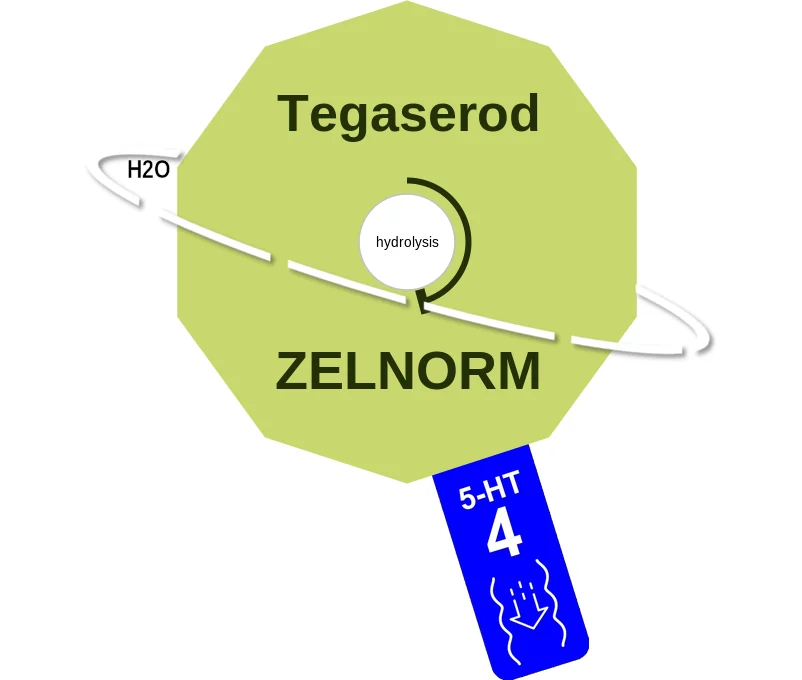 Tegaserod ballicule: receptor binding, kinetics and half-life diagram