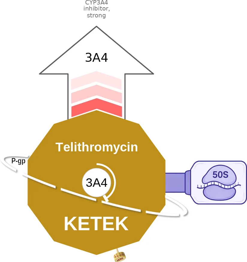 Telithromycin ballicule: receptor binding, kinetics and half-life diagram