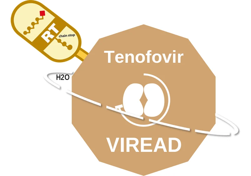 Tenofovir ballicule: receptor binding, kinetics and half-life diagram